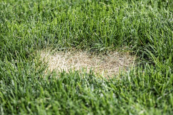 Lawn Disease Treatment