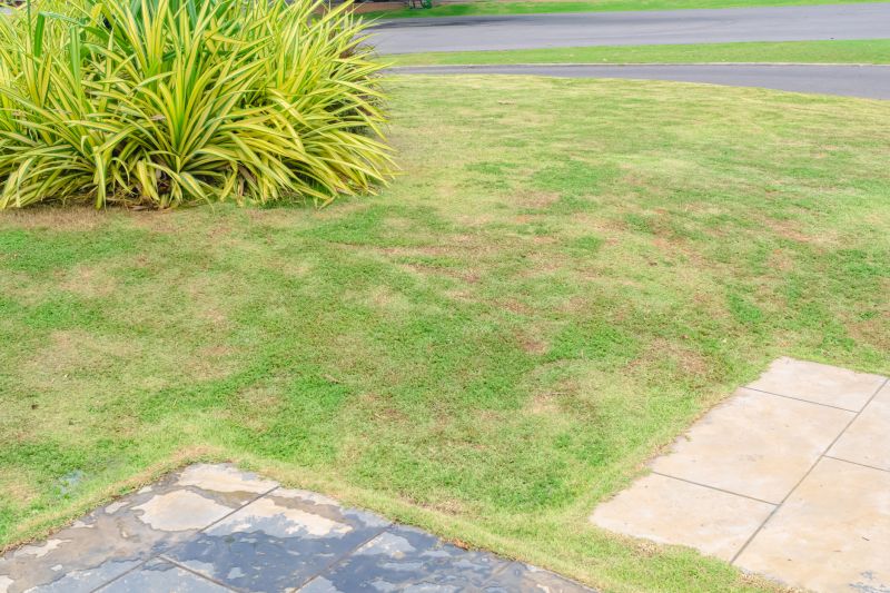 Lawn Disease Symptoms